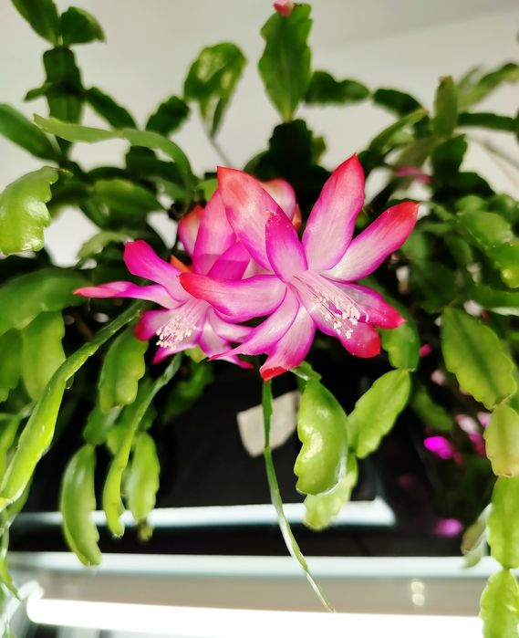 Шлюмбергера Рождественник Пасхальник Кактус крупноцветковый Шлюмбергер