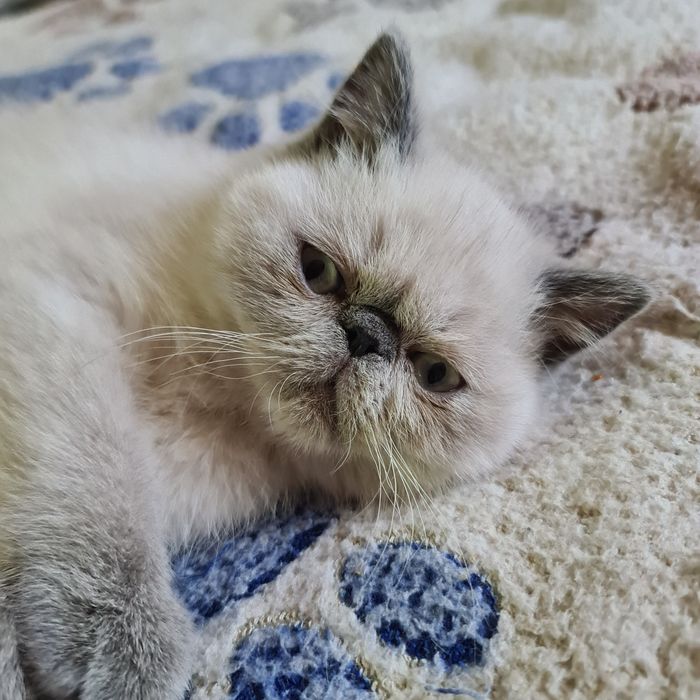 Кішечка екзотик.