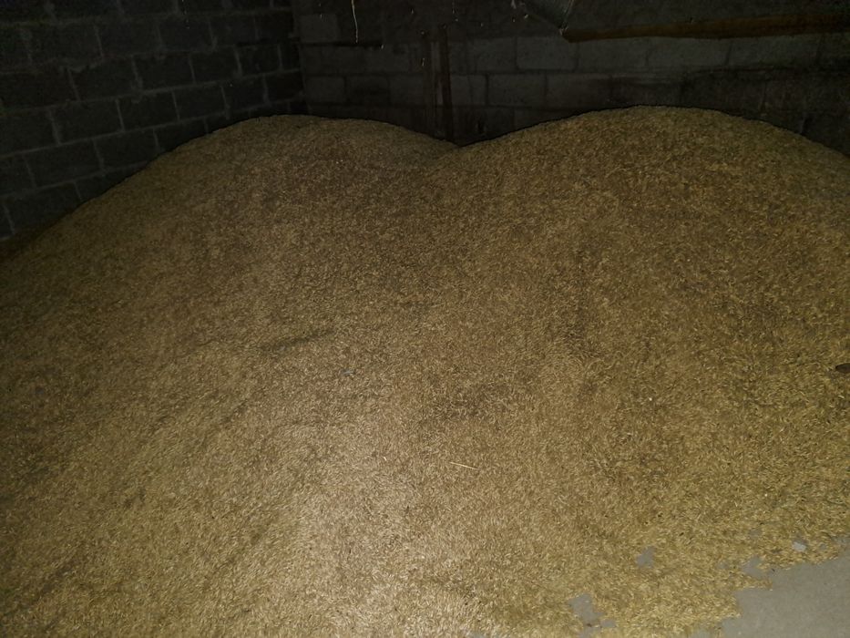 Sprzedam Owies z certyfikatem