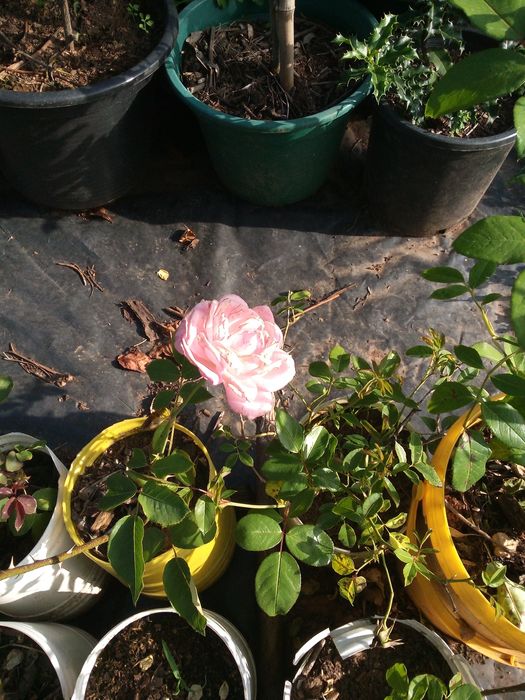 Roseiras! Brancas, amarelas, cor de rosa e vermelhas