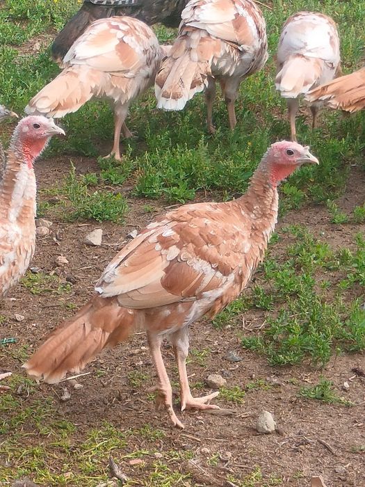 Ostatnie pary indyków miedzianych i dzikich