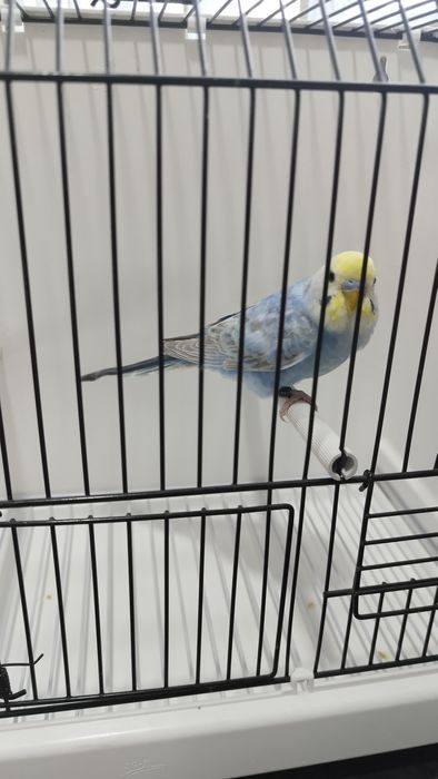 Periquito macho arco-íris