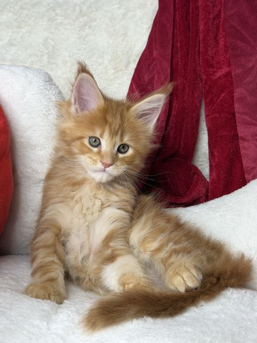 Koteczka maine coon ruda klasyczna   cudowne łagodne olbrzymy
