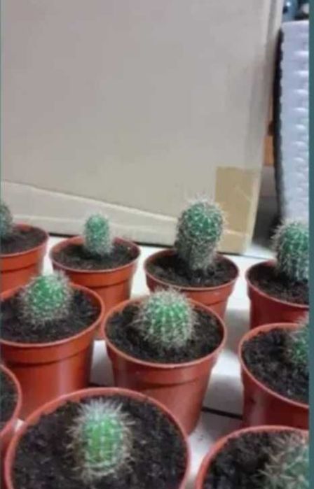 Kaktusy Echinopsis