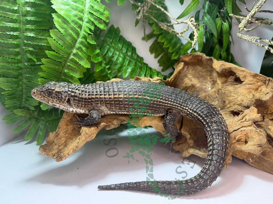 Tarczołusk Sudański Tarczołuski Sudańskie nie agama Warszawa