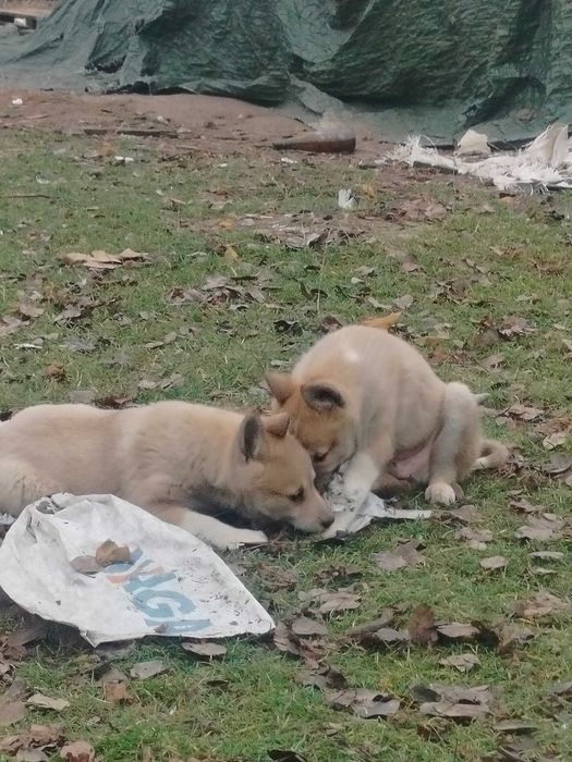 Łajka zachodniosyberyjska szczeniak