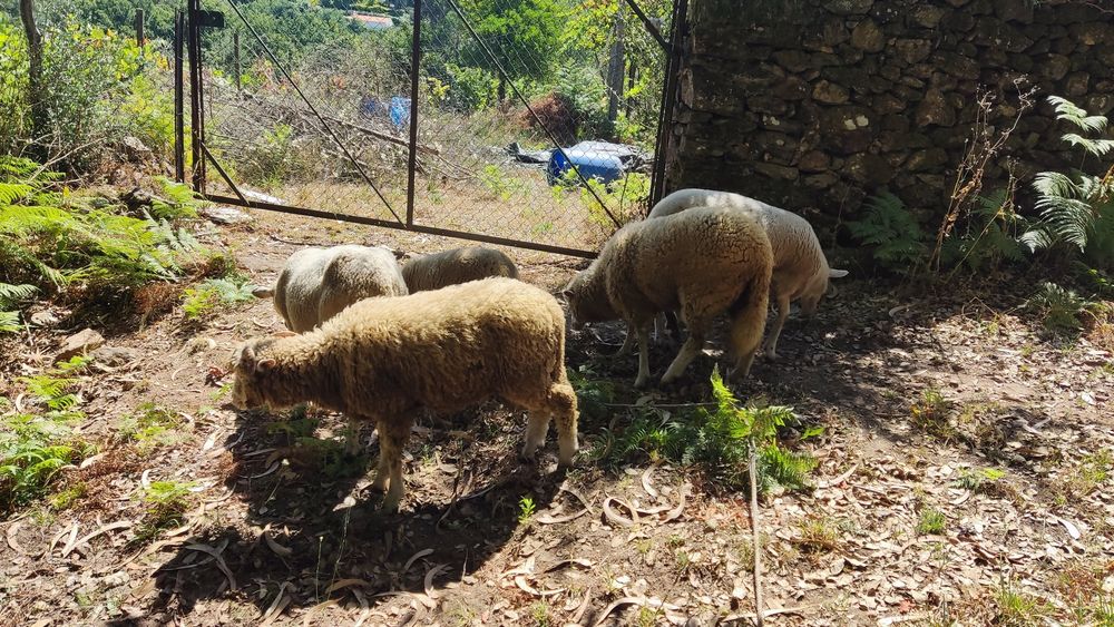 Vendo.   ovelhas