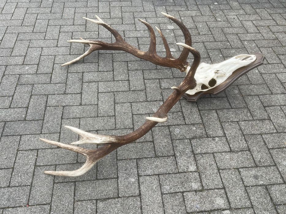 Wieniec jelenia osiemnastak