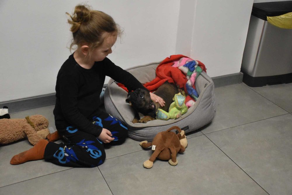 buldog francuski samczyk CUDOWNE szczenię + paszport