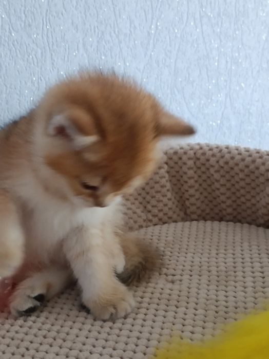 Ідеальний ніжний і ручний