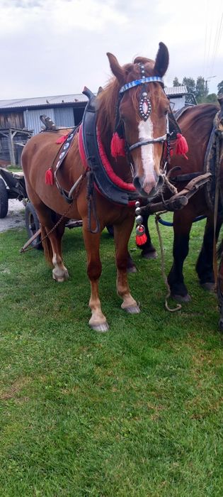 Sprzedam klacz zimnikrwista