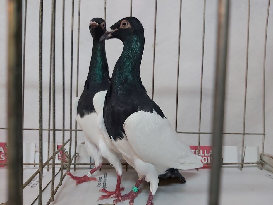 Gołębie Murzyny Polskie