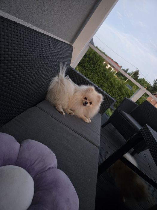 Cudowna dziewczynka szpic miniaturowy