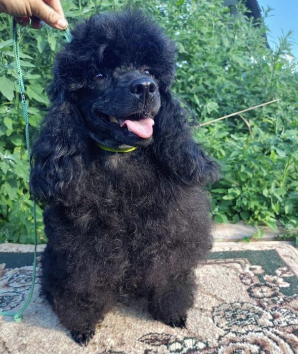 Той пуделя хлопці і дівчинка