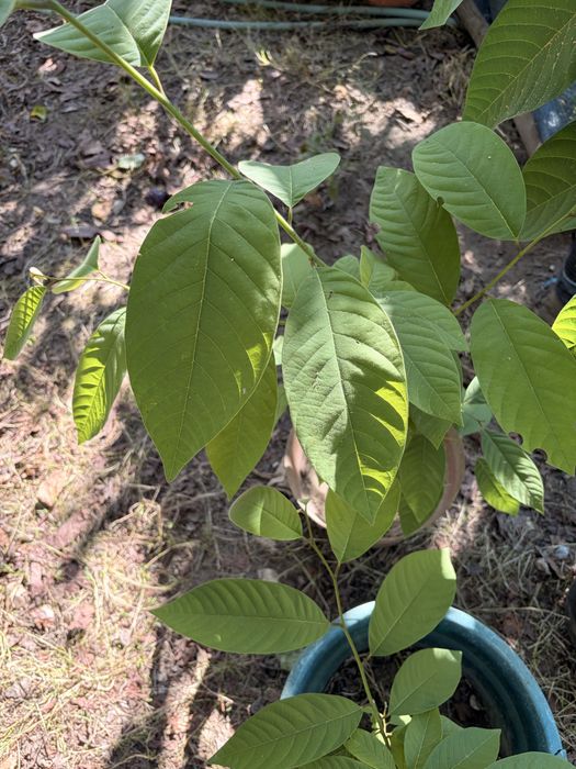 Arvores de fruto