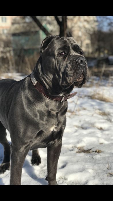 Купірувані хлопчик дівчинка-Топ щенки Cane corso