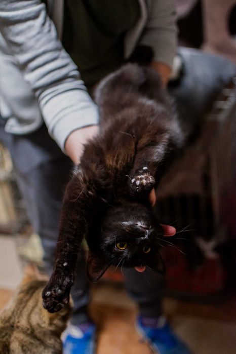 Czarny, puszysty, bardzo proludzki kocurek do adopcji za darmo