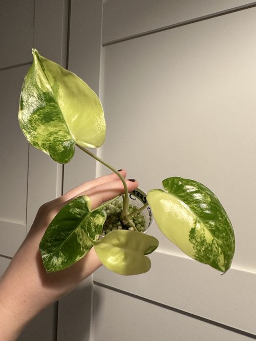 Philodendron burle marx variegata A775