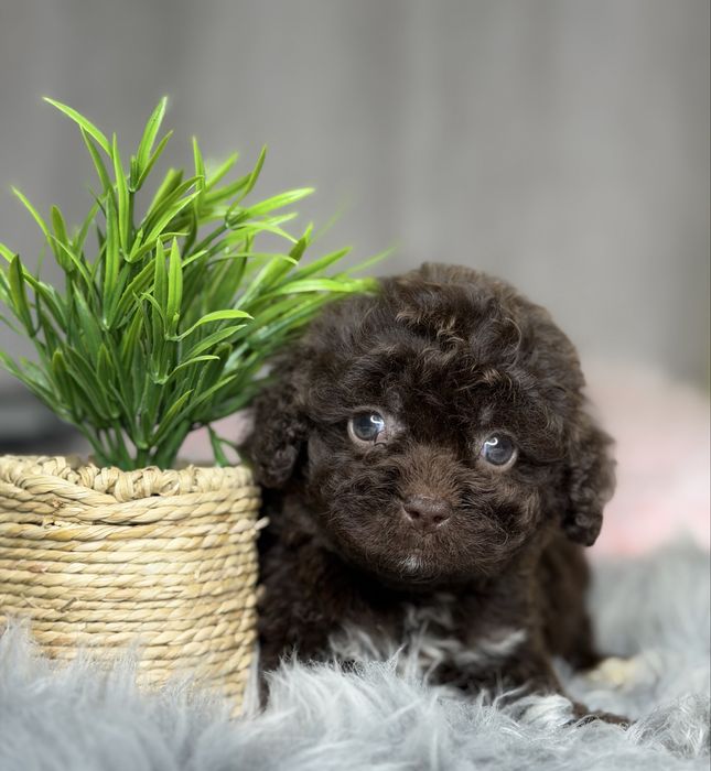 Шоколадная девочка мальтипу