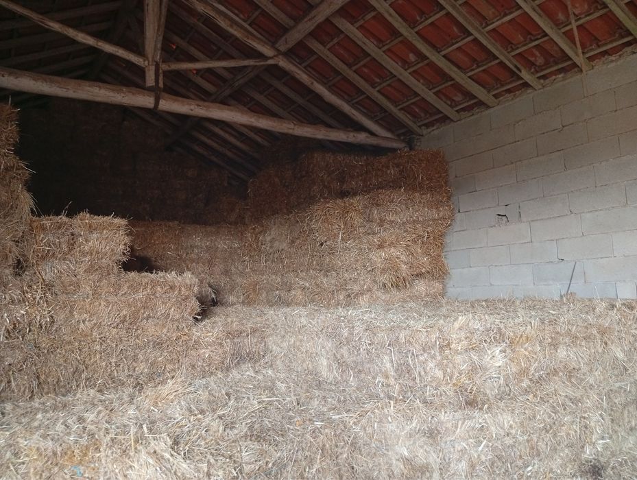 Fardos de feno nascedico