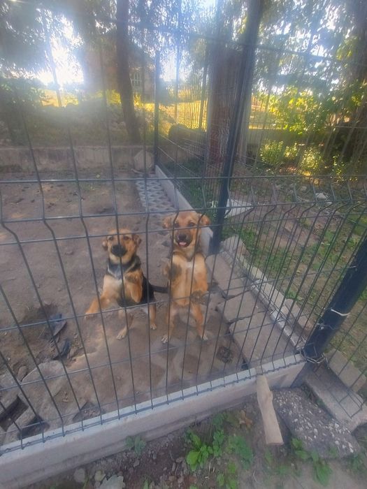 Cudowne, 7-miesięczne psiaki szukają domów!