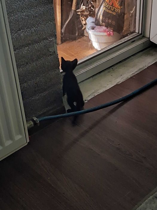 Котята сфінкс брашики