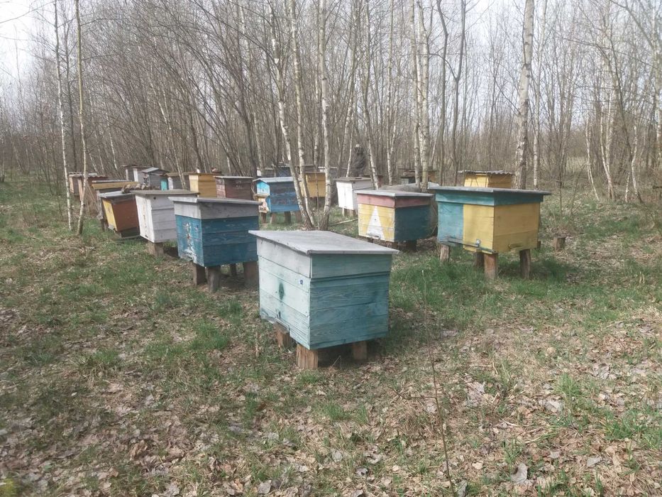 Продам пасіку  25 вуликів