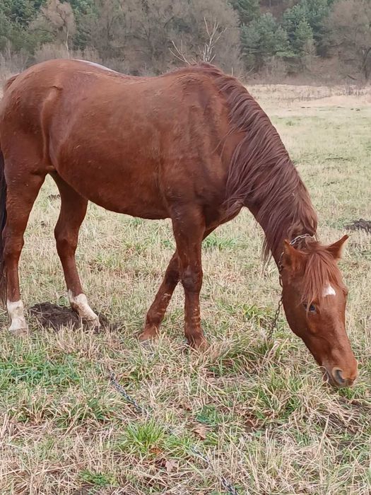 Продається кобила