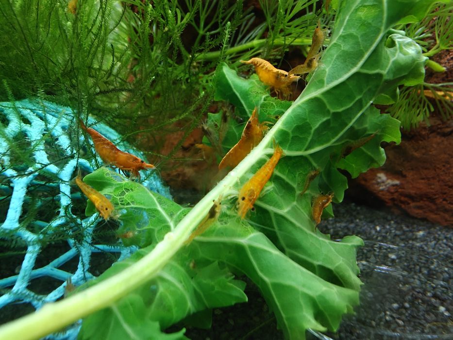 Krewetki neocaridina orange - pomarańczowe