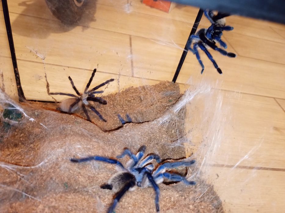 Monocentropus balfouri 5c/samiec