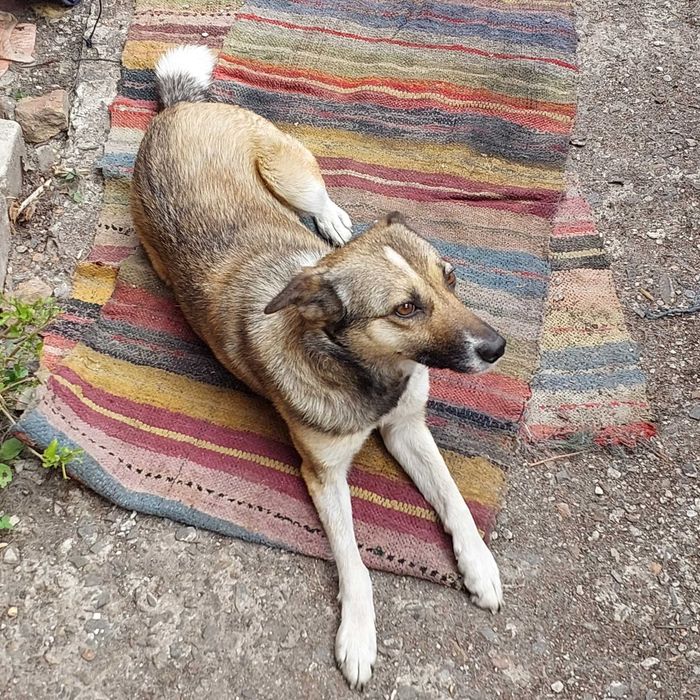 Собака Мая шукає нову родину