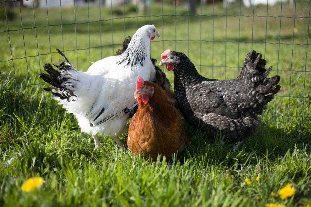 Kury kokoszki nioski Rosa kolorowa odchowana na wybieg dostawa Gratis
