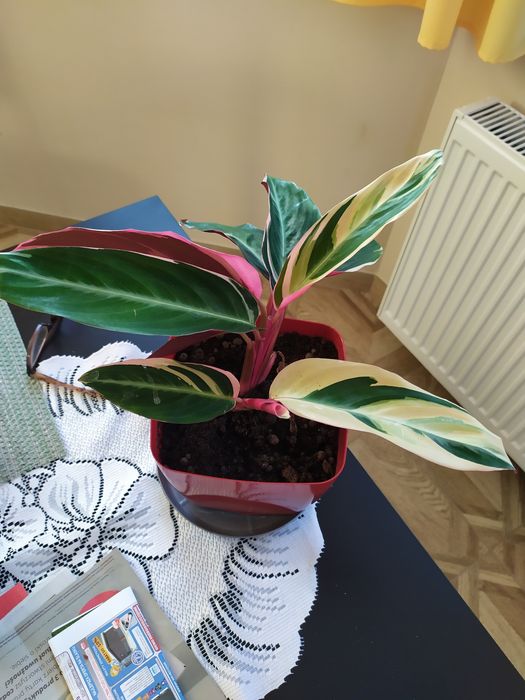 Stromanthe kwiat w doniczce