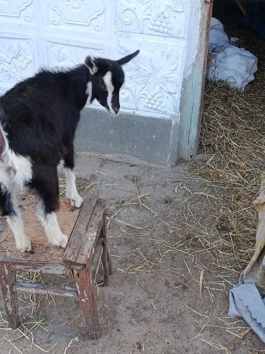 Продам козеня   село пашківці
