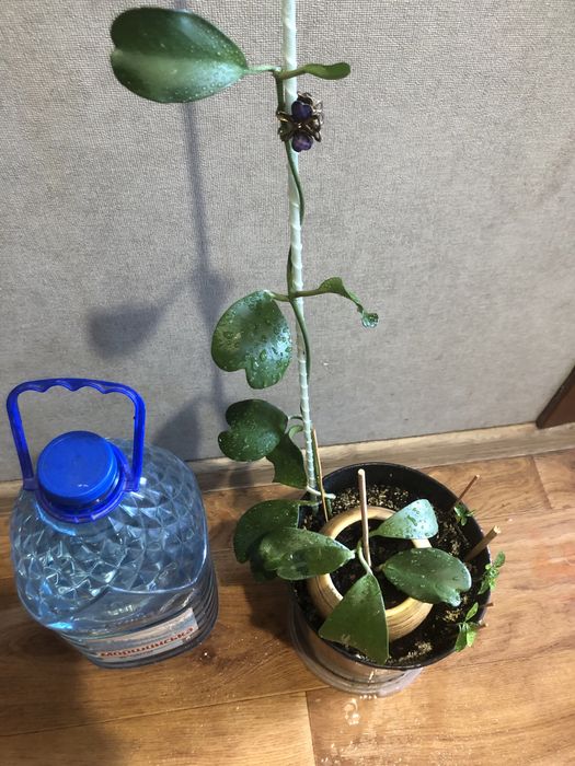 Хойя керри вьющееся красивоцветущее ароматное комнатное растение