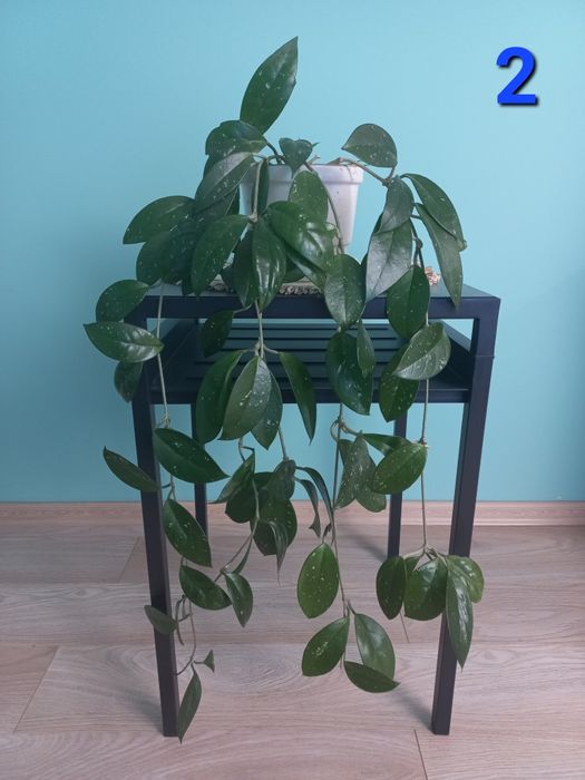 Hoja kwiat doniczkowy, roślina pokojowa