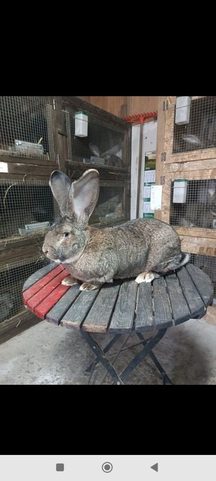 Olbrzym belgijski samce