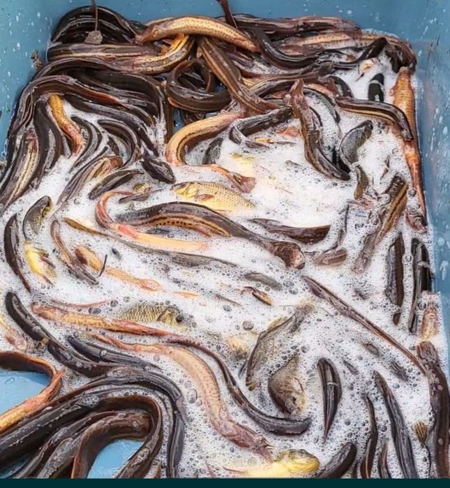 Продам в'юна для розведення.