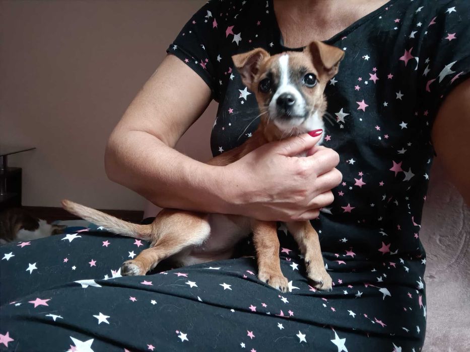 Maleńka, cudna, przeeekochana, bezdomna ok 2-3 mies sunia szuka domu