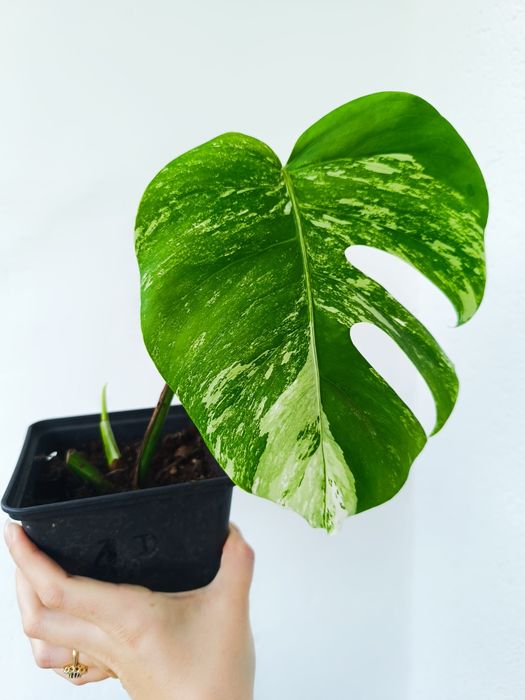 Sadzonka monstera variegata