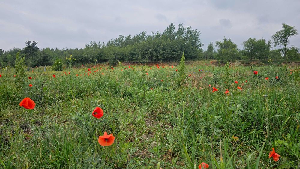 działki budowlane koło Kalisza, Dębe, gm. Żelazków