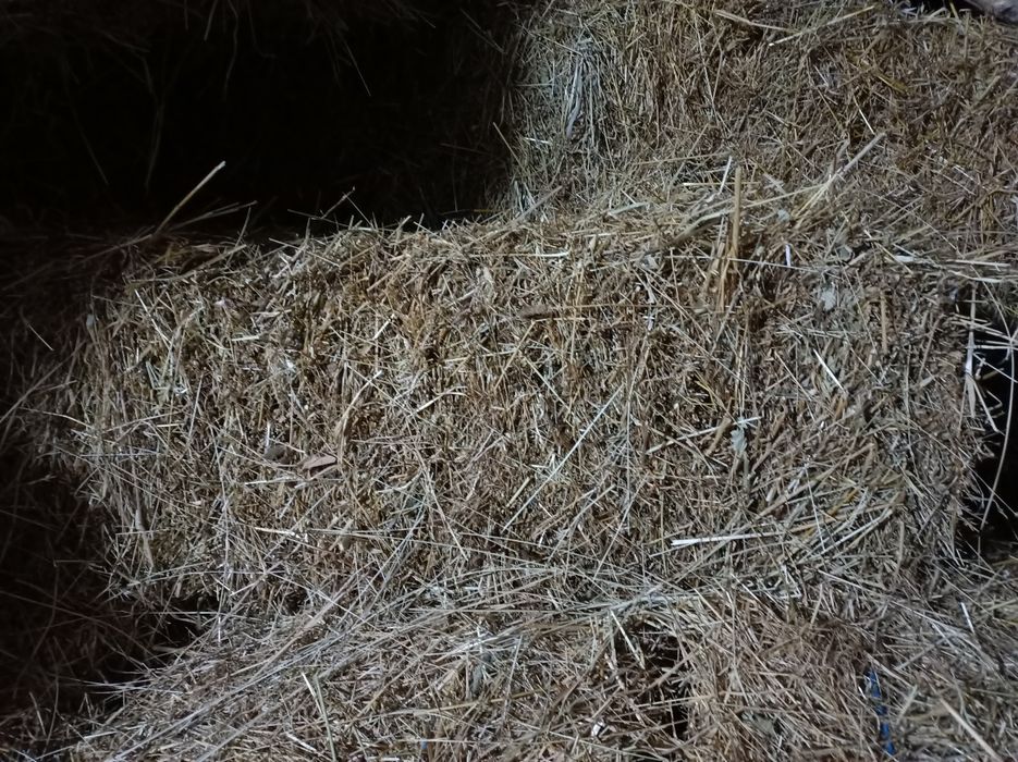 Fardos de palha. Feno