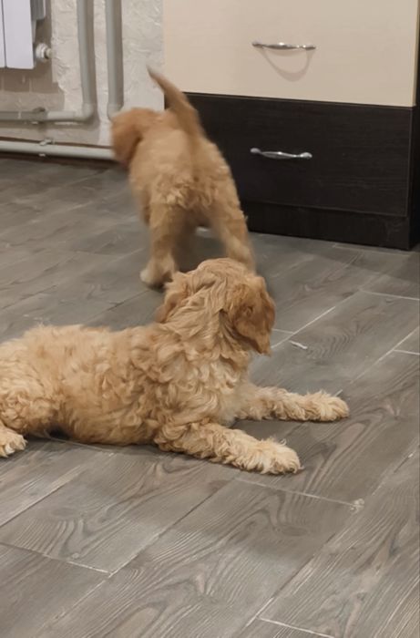 Харизматичні дівчатка та хлопчики Кавапу.