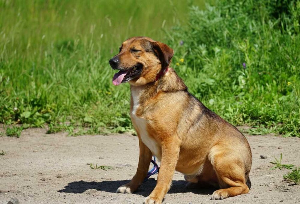 MATI - uroczy psiak prosi o dom