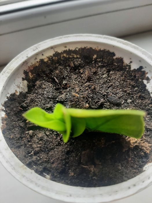 Заміокулькас, доларове дерево