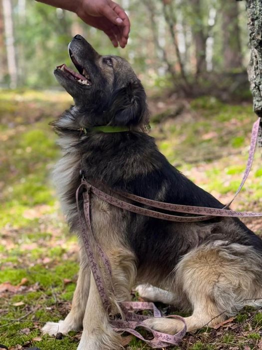 Przyjacielski Zalu czeka na swoją szansę
