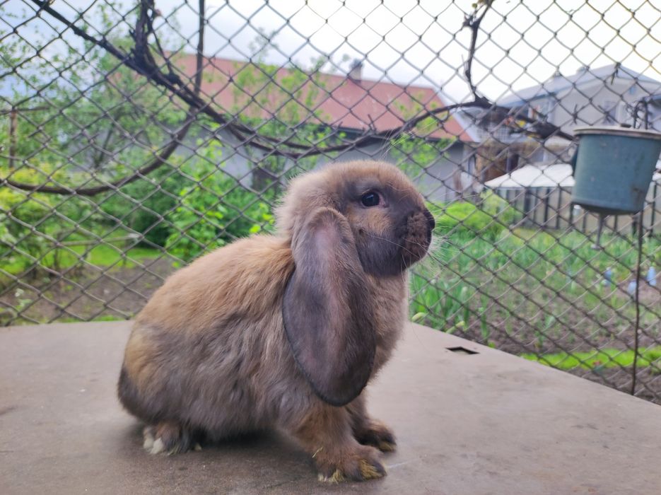 Кролі породи французький баран