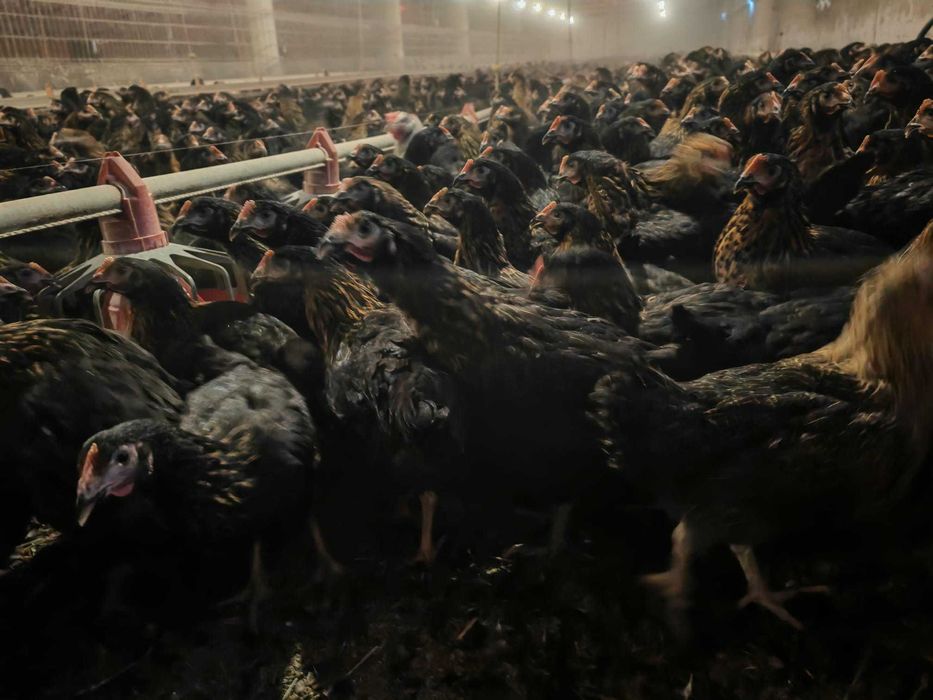 Kury nioski Rosa młode z jajkiem. Leghorn i Messa z własnej hodowli.