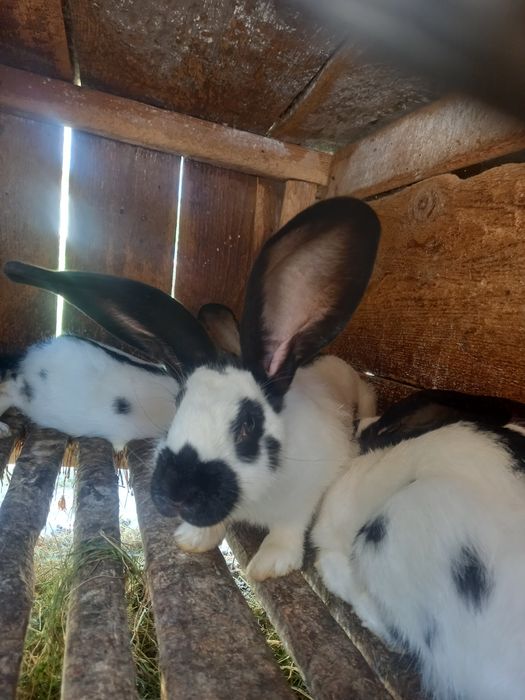 Німецький строкач