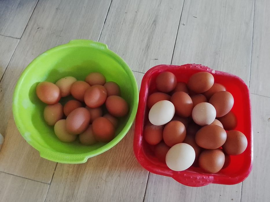 Ovos caseiros bom tamanho